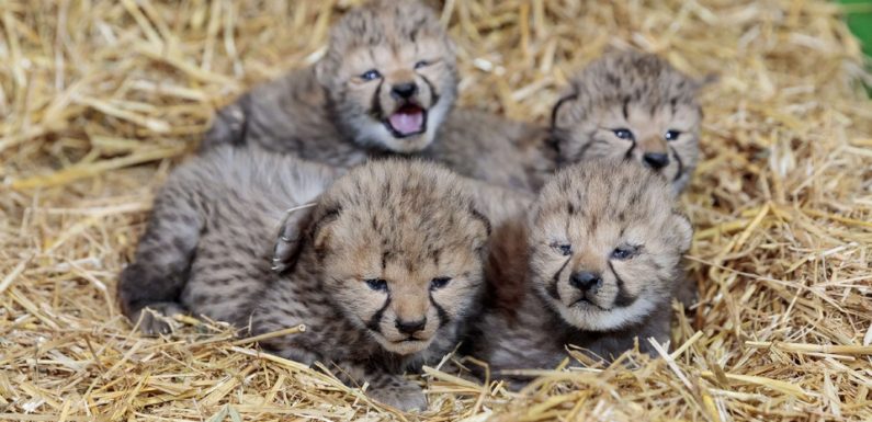 VIDEO. Montpellier: Avec 11 naissances de bébés guépards en 2018, ça pouponne au zoo de Lunaret