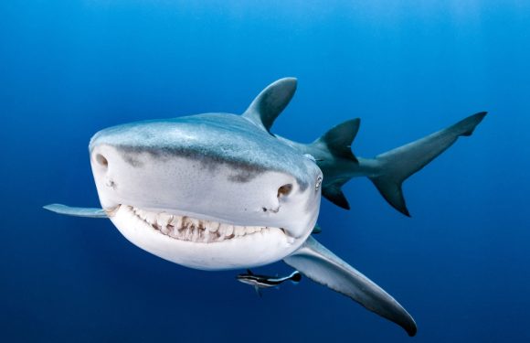 Australie: Une femme et un enfant blessés par un requin sur une île touristique