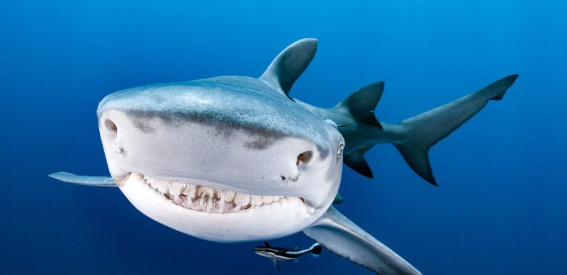 Australie: Une femme et un enfant blessés par un requin sur une île touristique