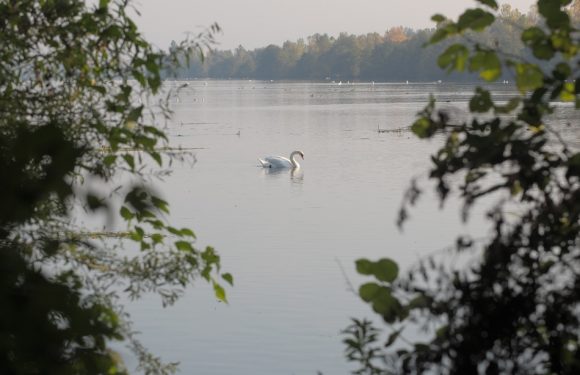 Europa-Park: Pourquoi le projet de téléphérique inquiète les défenseurs de l&rsquo;environnement