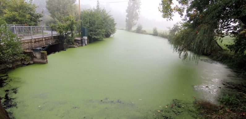 Ille-et-Vilaine: Lactalis bientôt jugé pour la pollution d’une rivière bretonne