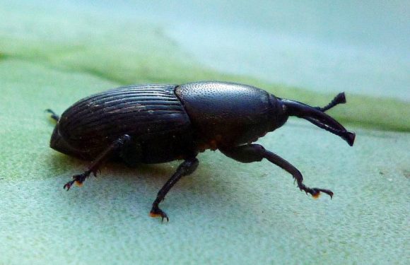 Nice: Après le charançon rouge du palmier, son cousin «noir de l’agave» menace à son tour