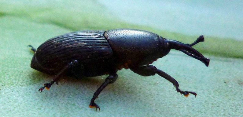 Nice: Après le charançon rouge du palmier, son cousin «noir de l’agave» menace à son tour
