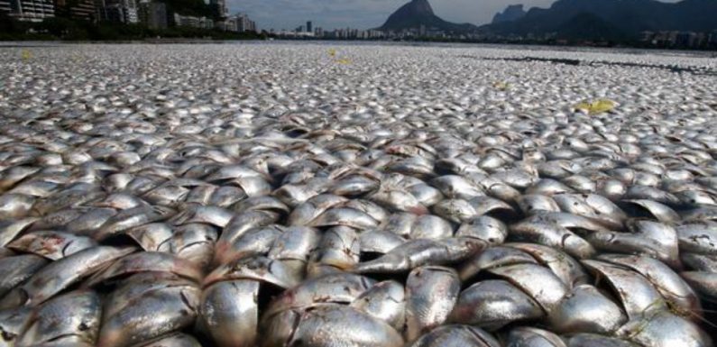 Australie: Nouvelle hécatombe de poissons, la troisième en deux mois
