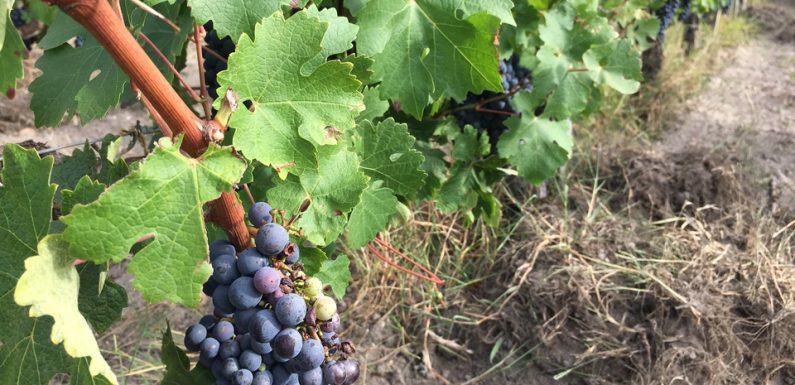 Nouvelle Aquitaine: Le réchauffement a eu des effets positifs sur la viticulture, mais cela ne devrait pas durer