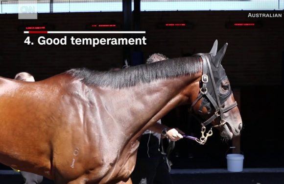 Meilleur que les humains: Voici «l’Australien de l’année», selon un journal