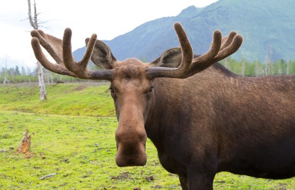 En Russie, un chasseur tue son fils après l’avoir pris pour un élan