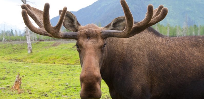 En Russie, un chasseur tue son fils après l’avoir pris pour un élan