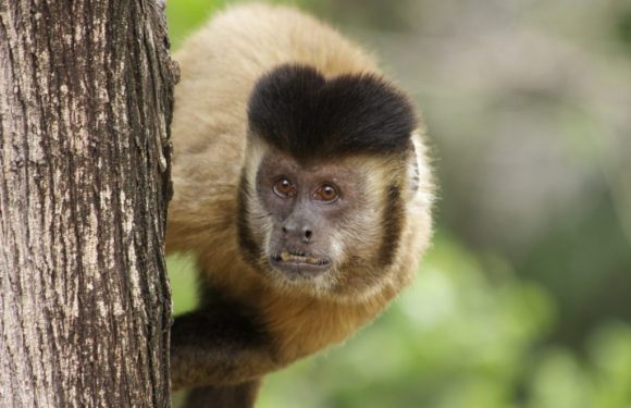 Monkey Teaches Human How to Use Tools to Survive