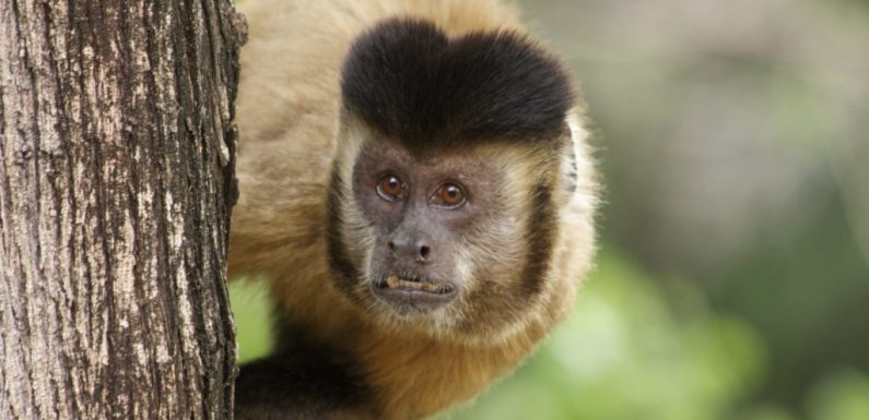 Monkey Teaches Human How to Use Tools to Survive