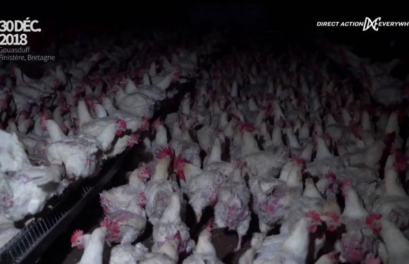 Poules reproductrices : une exploitation filmée de l’intérieur en France (Vidéo)