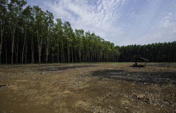 Disparition de la biodiversité : un risque systémique pour l’économie encore peu évalué