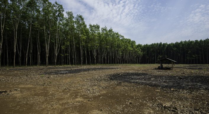 Disparition de la biodiversité : un risque systémique pour l’économie encore peu évalué