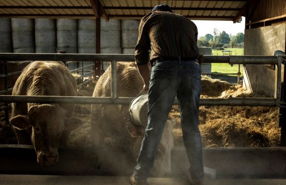 Édouard, 42 ans, exploitant agricole et précaire : « La nuit, j’ai une calculatrice dans la tête »