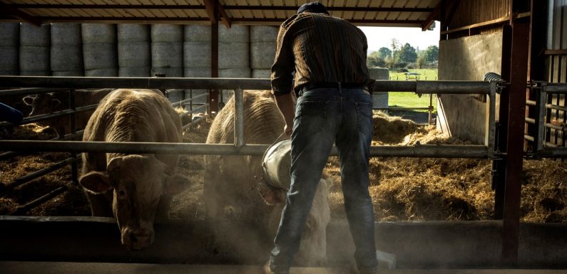 Édouard, 42 ans, exploitant agricole et précaire : « La nuit, j’ai une calculatrice dans la tête »