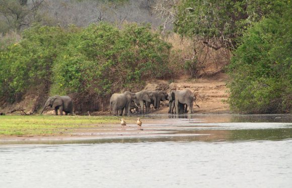 La Tanzanie s&rsquo;apprête à construire une centrale hydraulique en plein coeur d&rsquo;une réserve classée