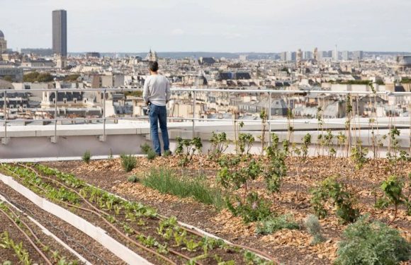 Grand Paris : de nouvelles fermes poussent en milieu urbain