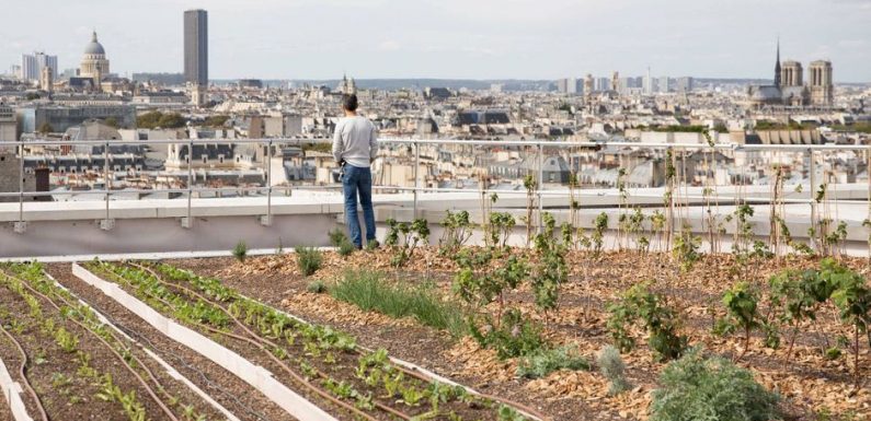 Grand Paris : de nouvelles fermes poussent en milieu urbain