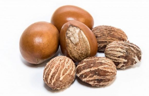 Ghana: la première plantation commerciale de Karité en 2019