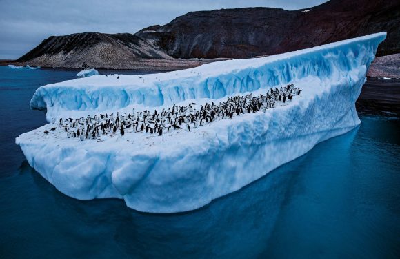 Le manchot Adélie, espèce emblématique de l’Antarctique, est menacé de disparition