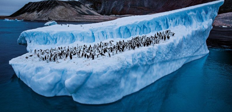 Le manchot Adélie, espèce emblématique de l’Antarctique, est menacé de disparition