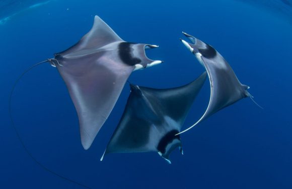 Take an underwater journey with these 15 award-winning images