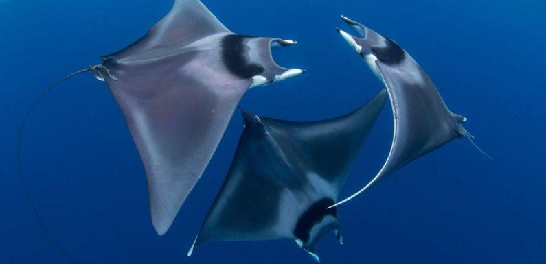Take an underwater journey with these 15 award-winning images