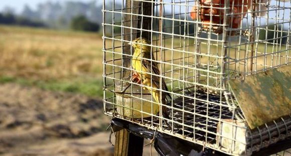 Saisie « record » de 1.903 pièges à oiseaux chez un braconnier dans le Var