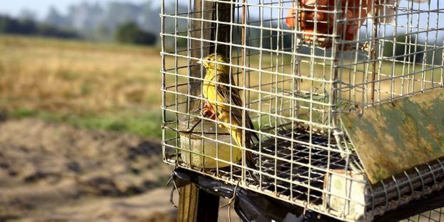 Saisie « record » de 1.903 pièges à oiseaux chez un braconnier dans le Var