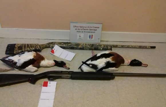 Des oiseaux protégés tués par des chasseurs dans les marais de la Dives