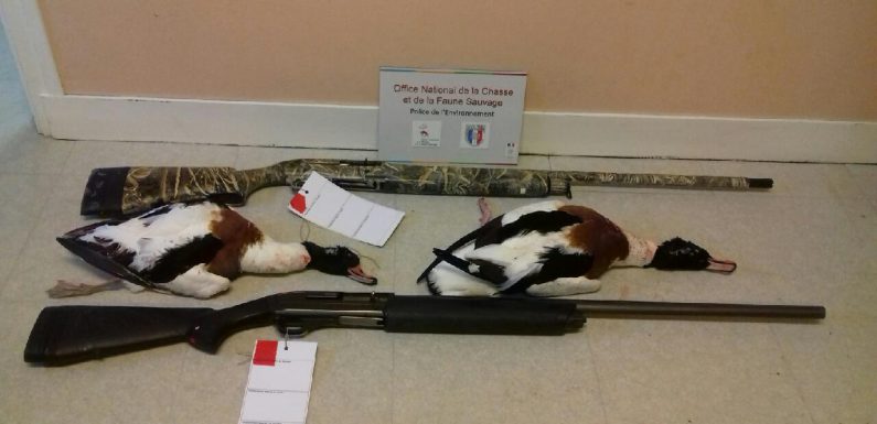 Des oiseaux protégés tués par des chasseurs dans les marais de la Dives