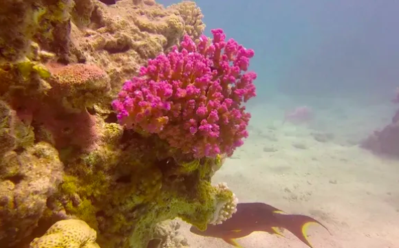 Réchauffement des mers : un récif de corail résiste !