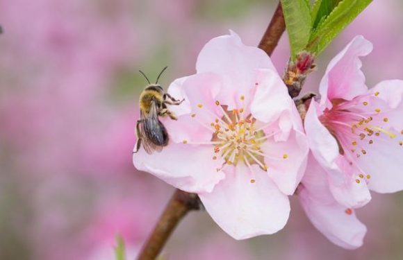 L&rsquo;agriculture fait reculer de 230 millions d&rsquo;années l&rsquo;évolution des abeilles