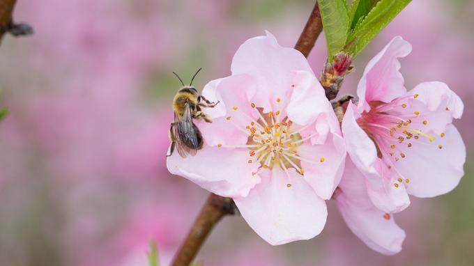 L’agriculture fait reculer de 230 millions d’années l’évolution des abeilles