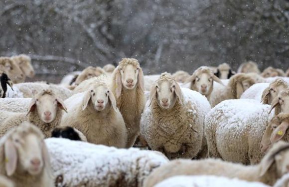 Dix mots belges, canadiens et suisses pour briller quand la neige se met à tomber