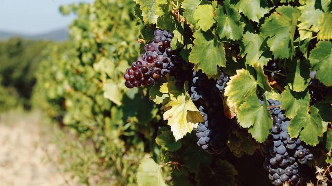 Des premiers prix jusqu’au Château Latour, l’incroyable expansion du vin bio en France