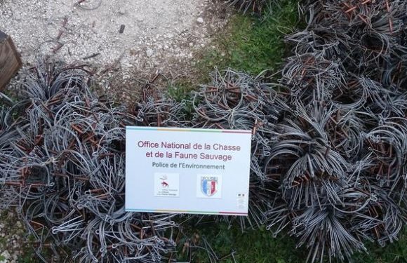 Dans le Var, le trafic de petits oiseaux rapporte plus que le cannabis