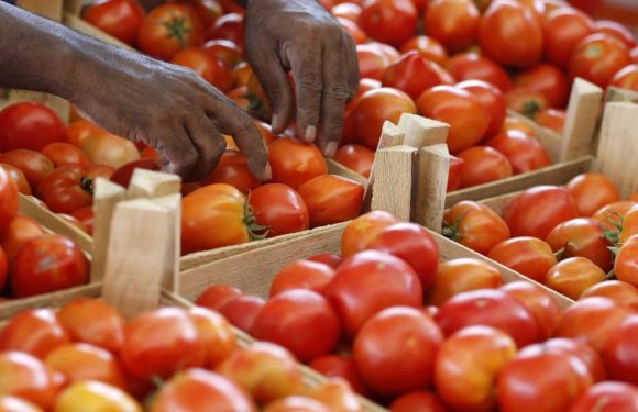 A Mayotte, des tomates contaminées par un insecticide interdit en France