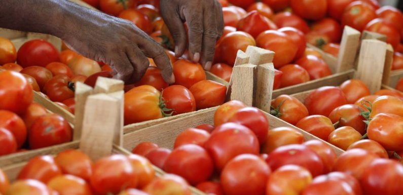 A Mayotte, des tomates contaminées par un insecticide interdit en France