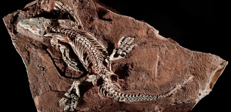 Un robot a ramené à la vie le dernier ancêtre commun des reptiles, des dinosaures et des oiseaux