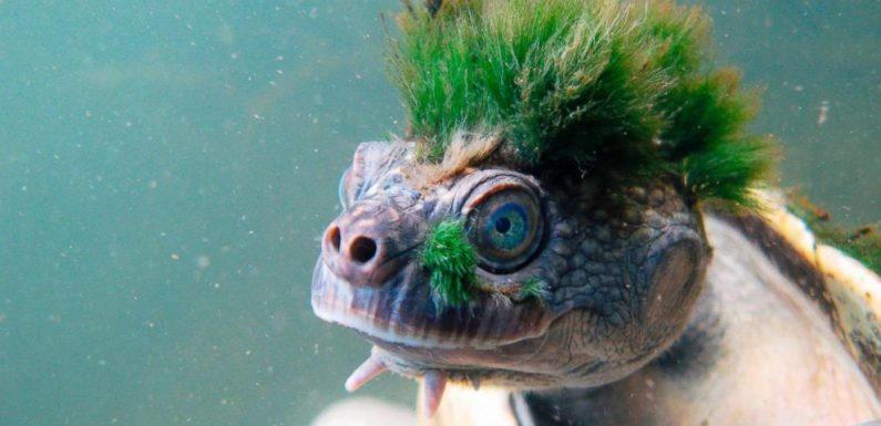 Amazing animals from around the world