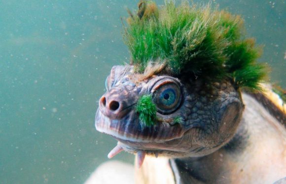 Amazing animals from around the world
