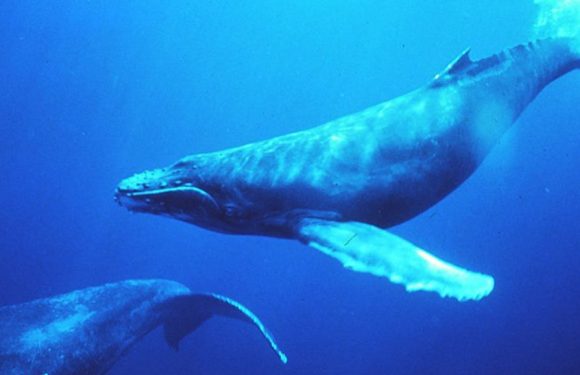 Une transmission culturelle fascinante : ces baleines s’échangent leurs chants d’un océan à l’autre
