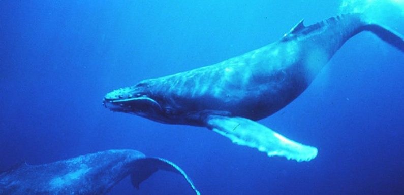 Une transmission culturelle fascinante : ces baleines s’échangent leurs chants d’un océan à l’autre