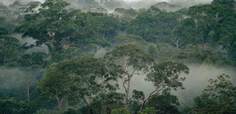 Comment les termites permettent aux forêts tropicales de résister au changement climatique