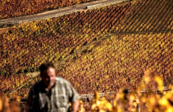 A Beaune, les pro-Macron comprennent la colère mais veulent qu’elle s’arrête