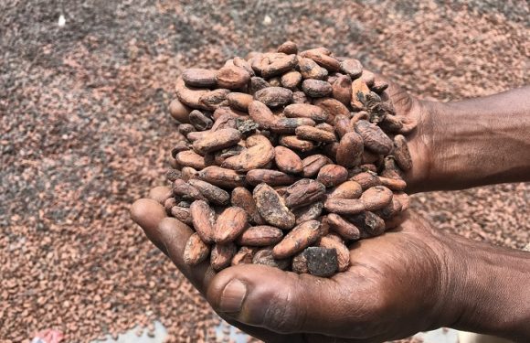 Malgré leurs engagements, les grandes entreprises du chocolat continuent de déforester l’Afrique