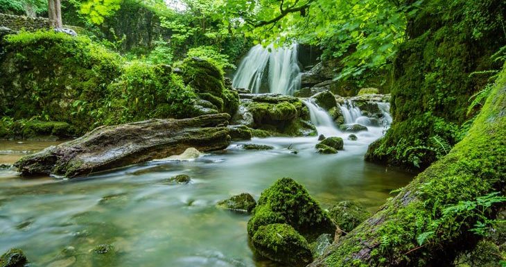 La nature plus que jamais en danger en France : 15 % des plantes sont menacées de disparition