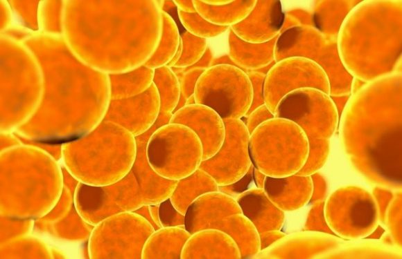 Des chercheurs ont réussi à transformer des cellules cancéreuses en graisse pour stopper leur prolifération