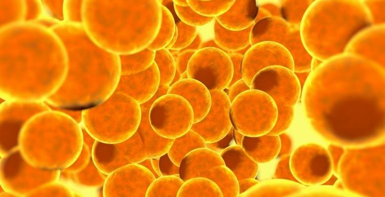 Des chercheurs ont réussi à transformer des cellules cancéreuses en graisse pour stopper leur prolifération